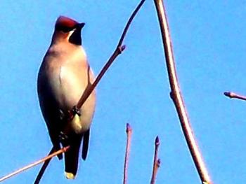 Dons waxwing photo