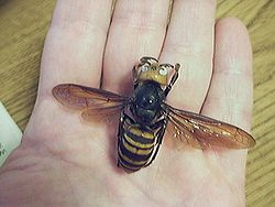 Photo of Asian Giant Hornet